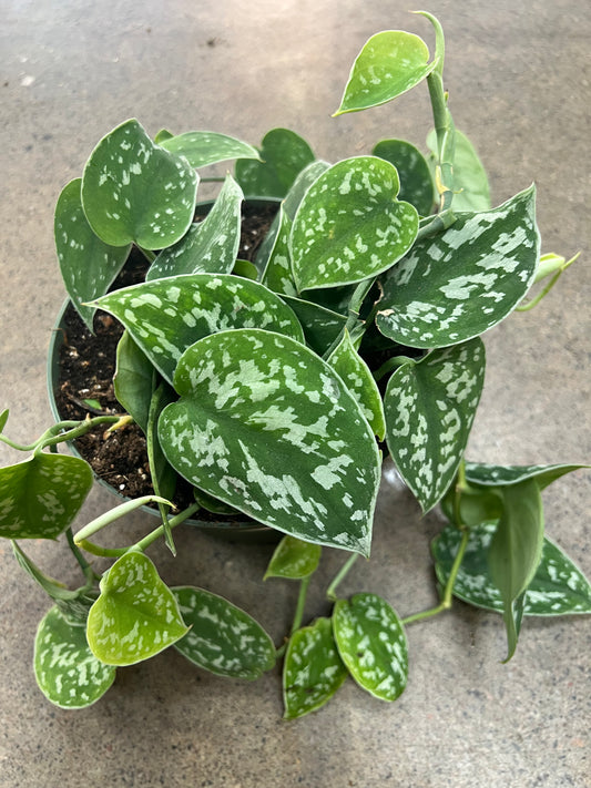 Scindapsus Pictus
