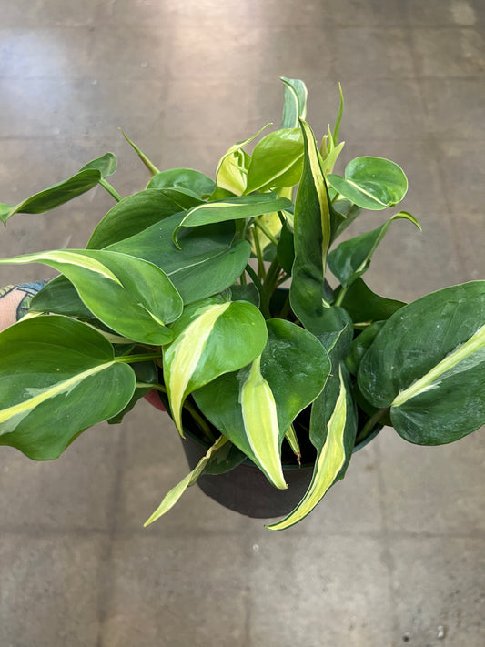 Philodendron Silver Stripe