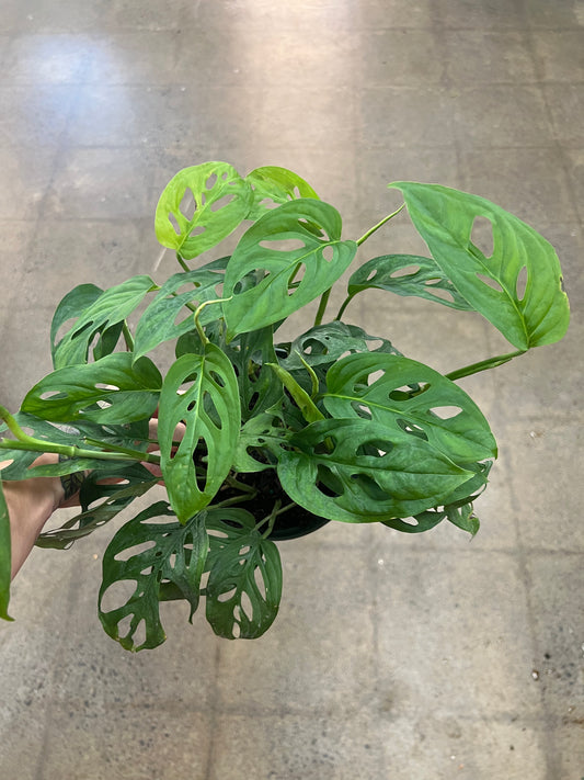 Monstera Esqueleto