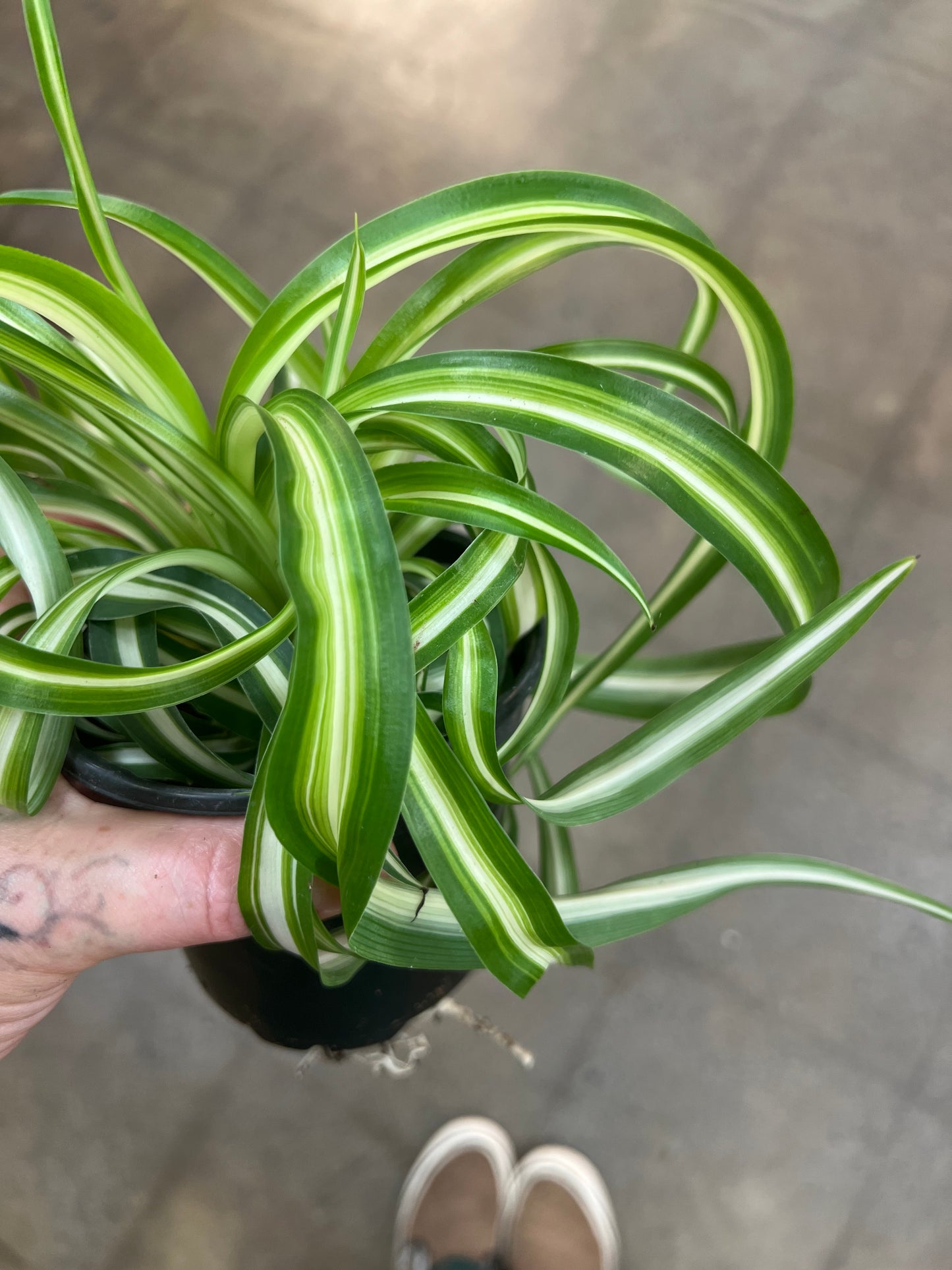 Chlorophytum Bonnie Curly