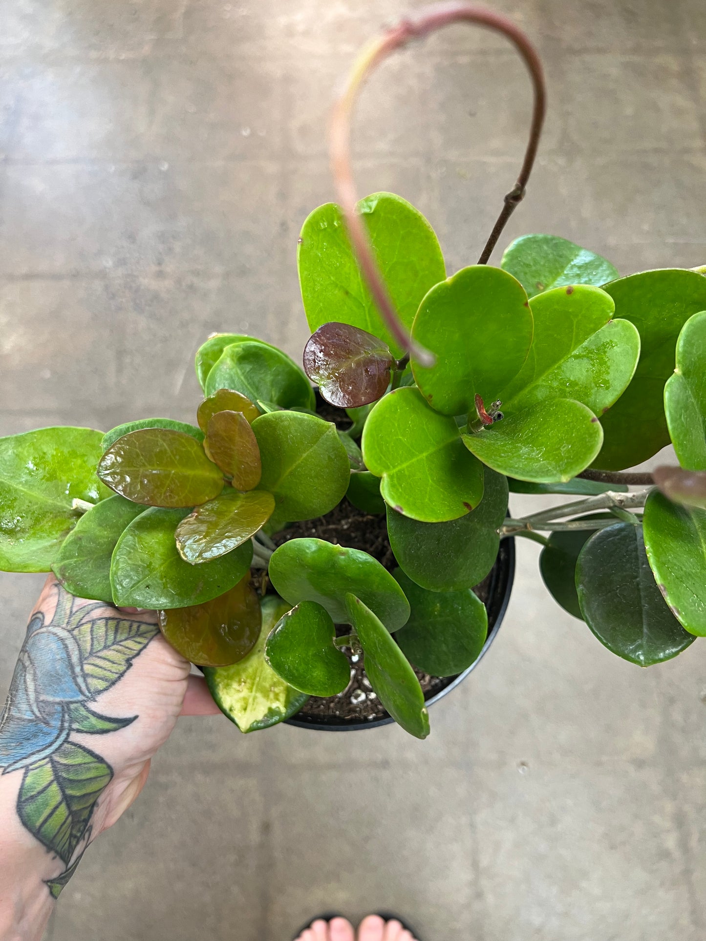 Hoya Australis Lisa