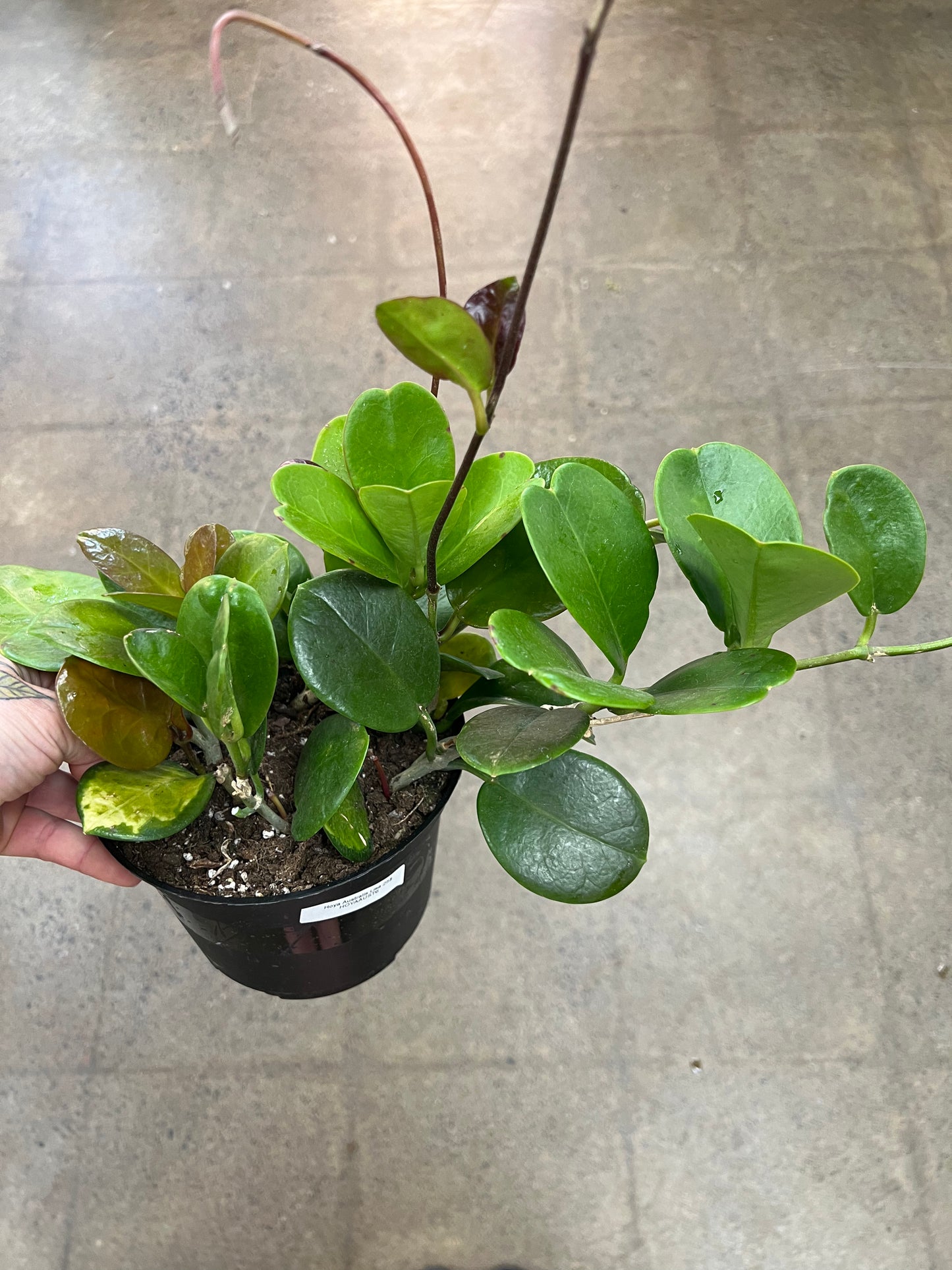 Hoya Australis Lisa