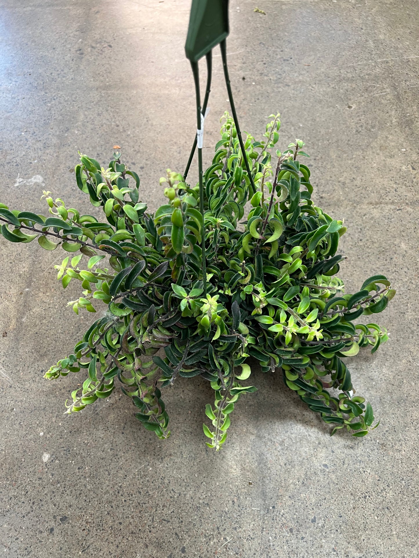 Aeschynanthus Twister