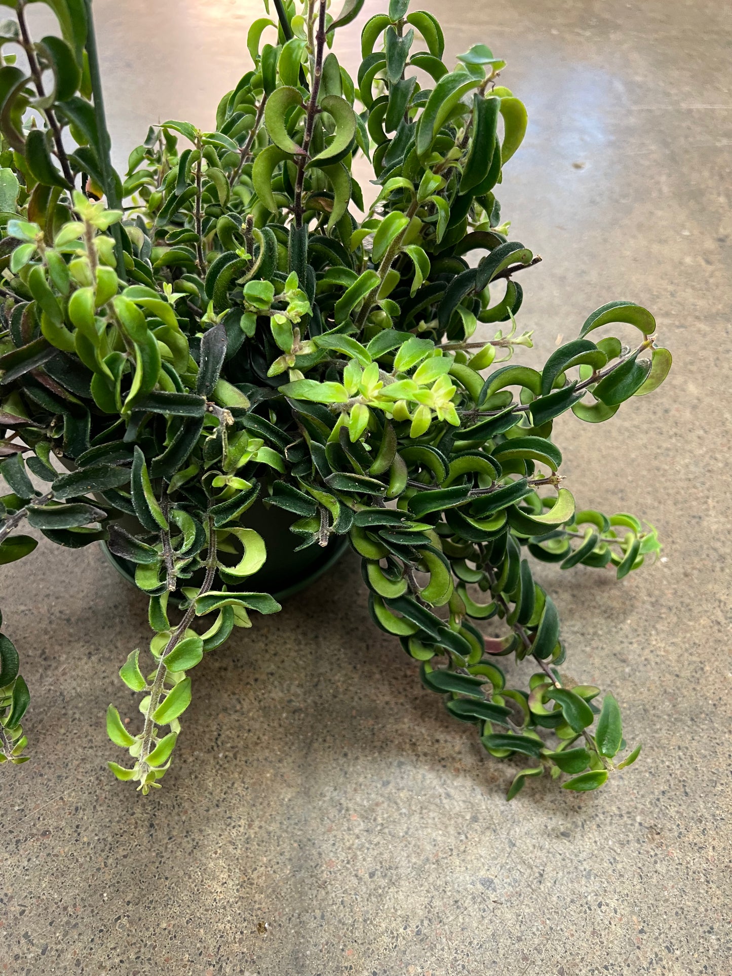 Aeschynanthus Twister