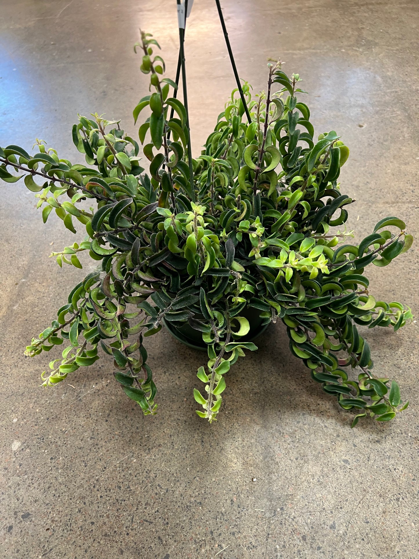 Aeschynanthus Twister