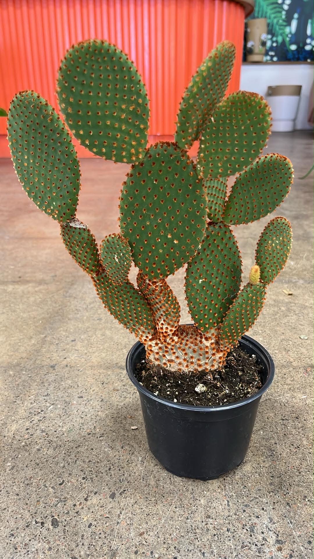 Opuntia microdasys Rufida