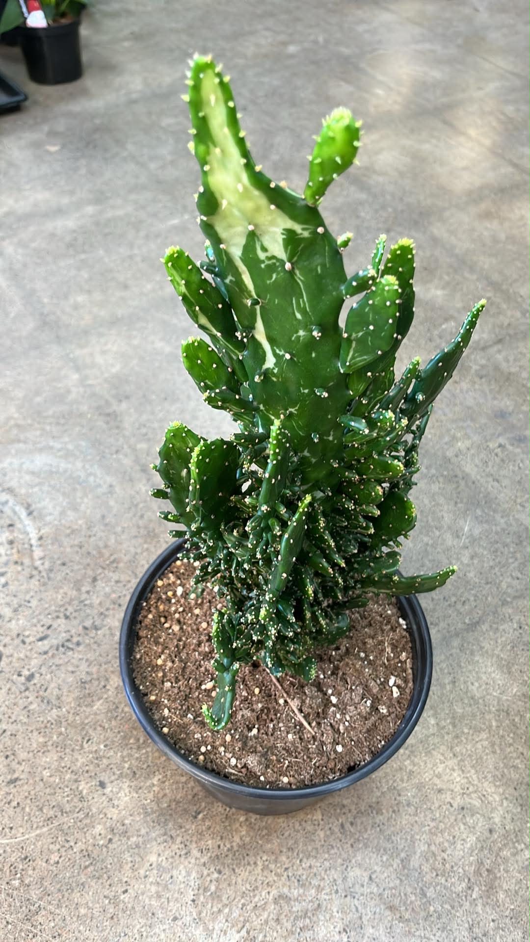 Opuntia Monacantha