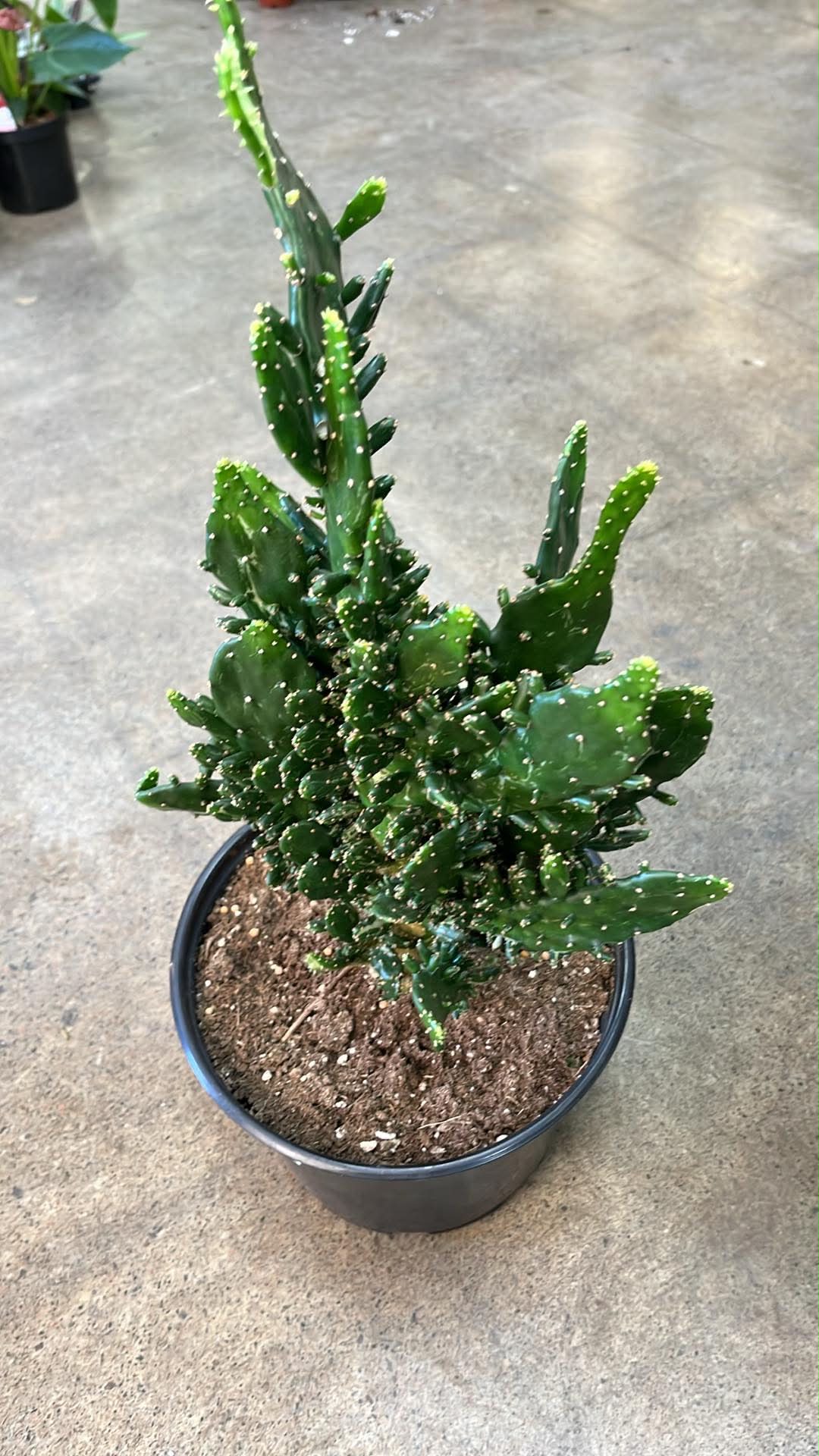 Opuntia Monacantha