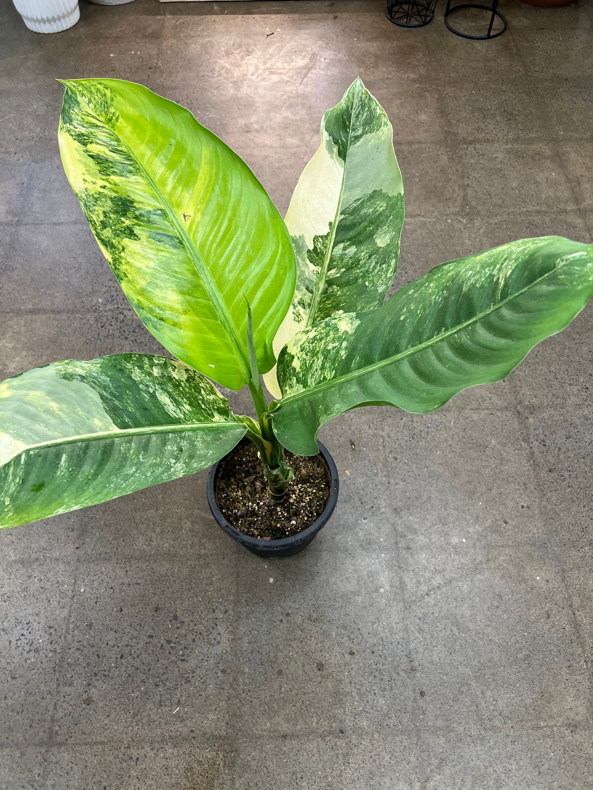 dieffenbachia big ben Dieffenbachia Big Ben – jungleroseinc