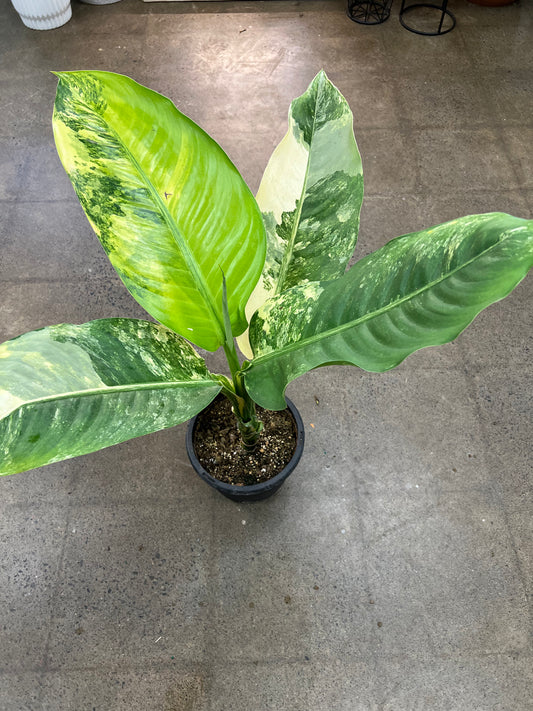 Dieffenbachia Big Ben