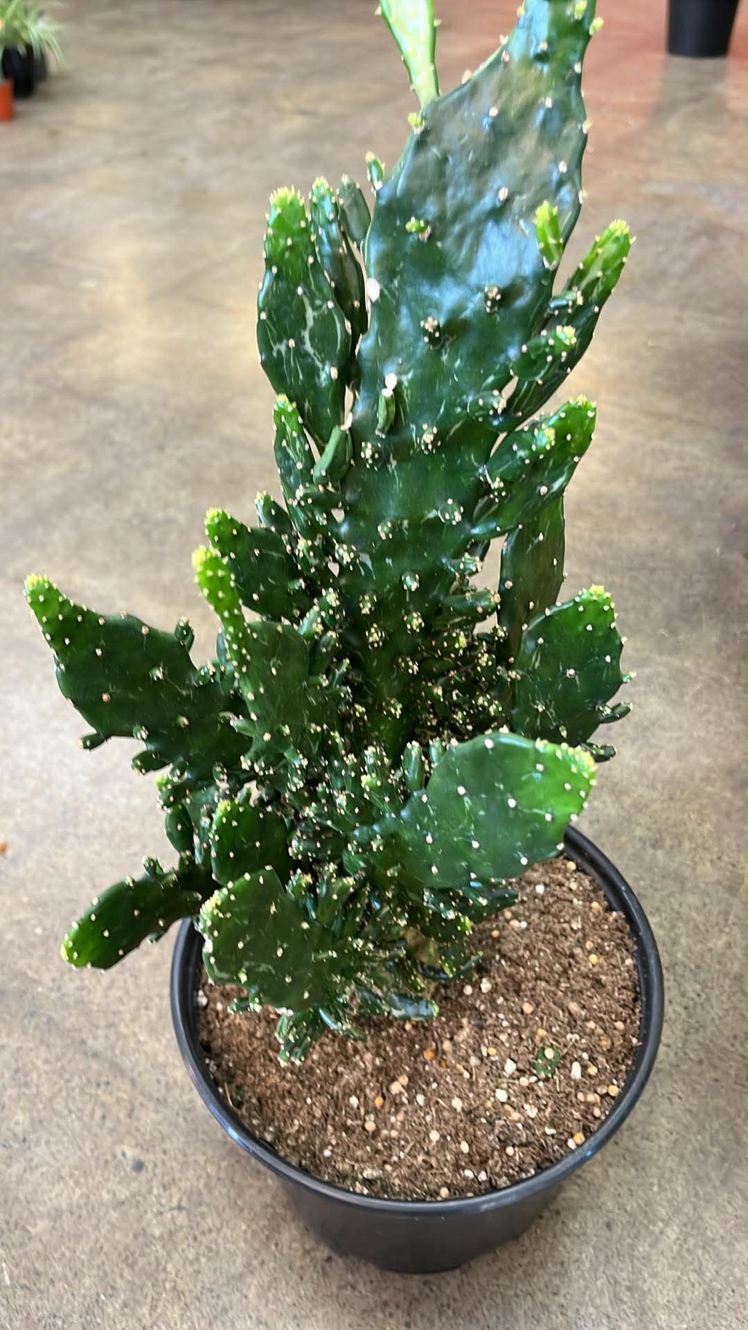 Opuntia Monacantha
