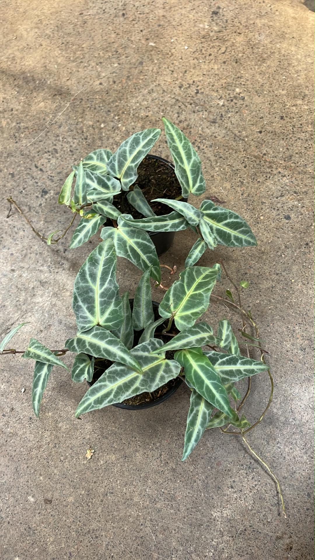 Cissus Amazonica
