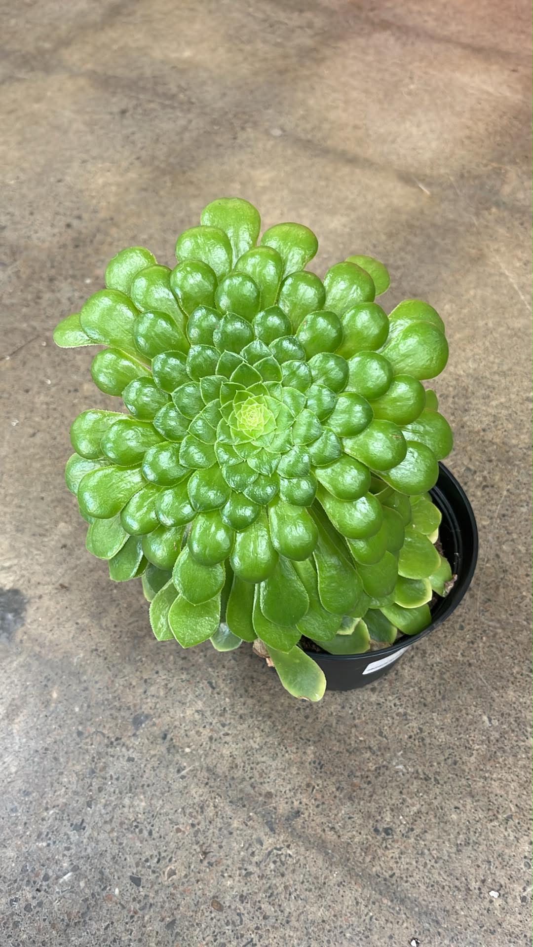 Aeonium Wheels of Greenification