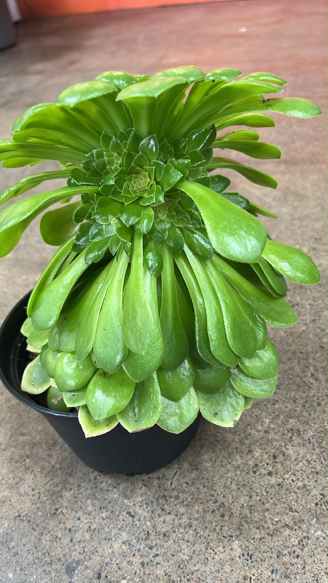 Aeonium Wheels of Greenification