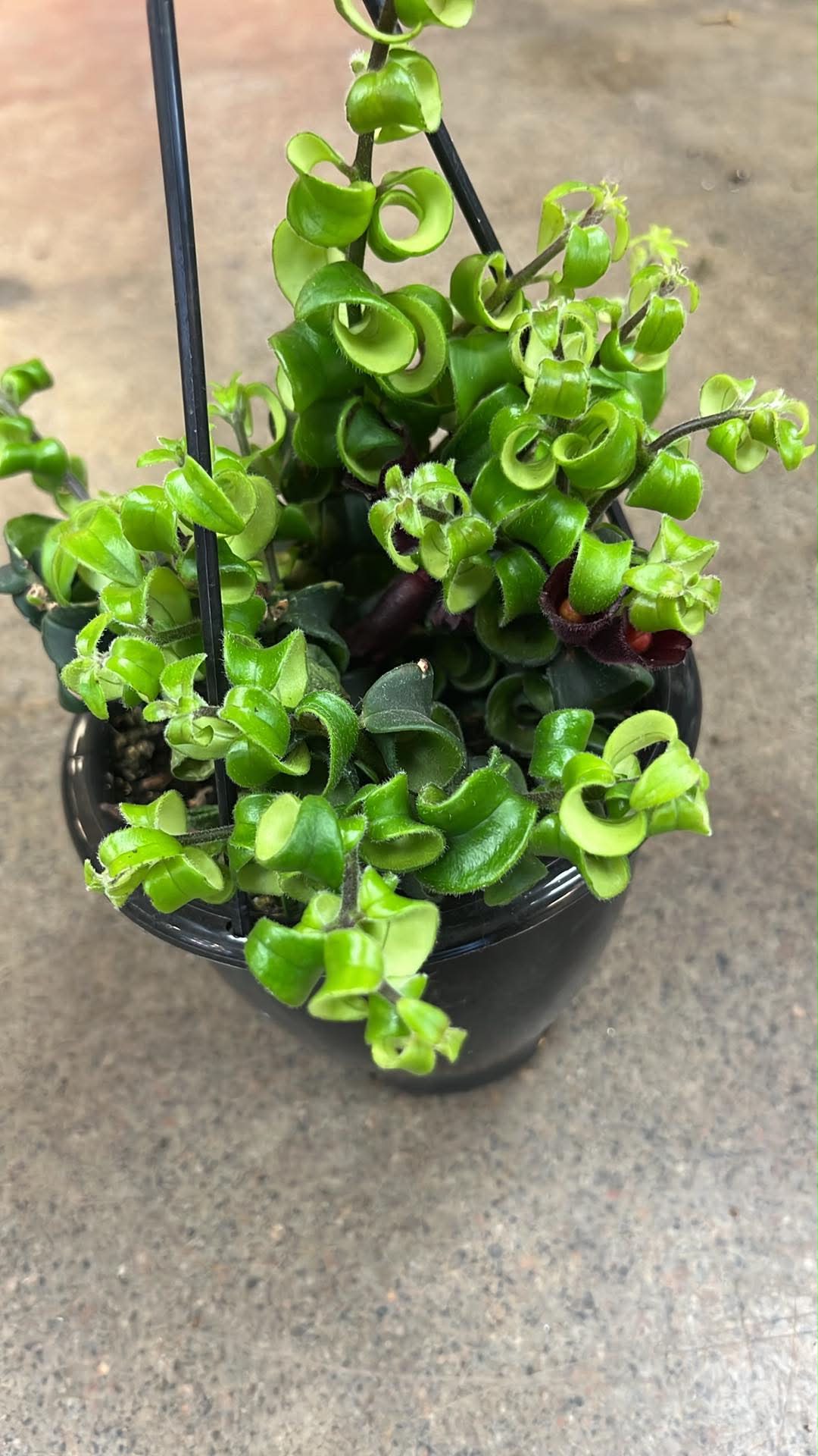 Aeschynanthus Curly Rasta
