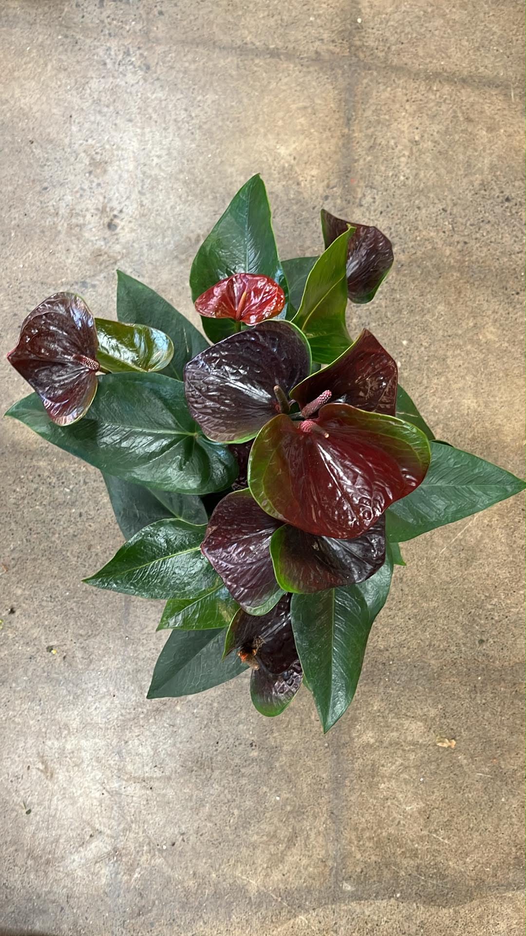 Anthurium Delicata