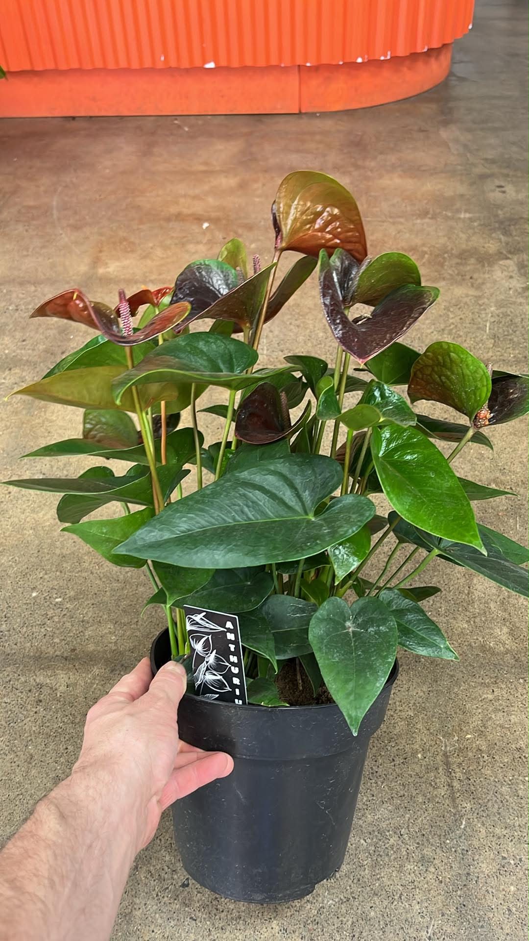 Anthurium Delicata