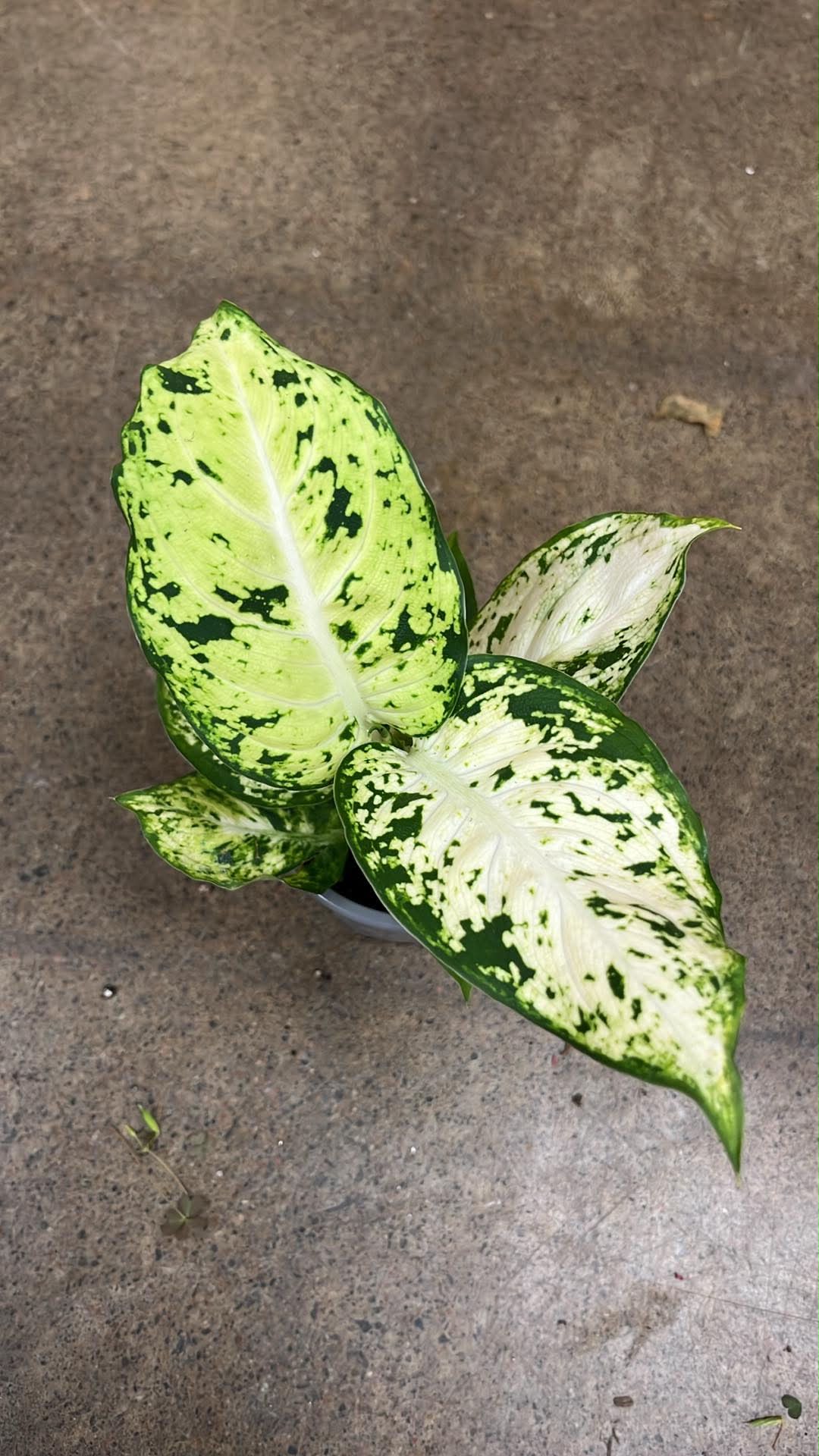 Dieffenbachia Amy