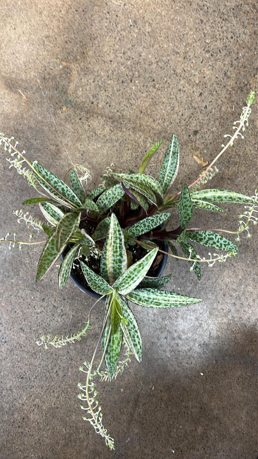 Ledebouria Socialis