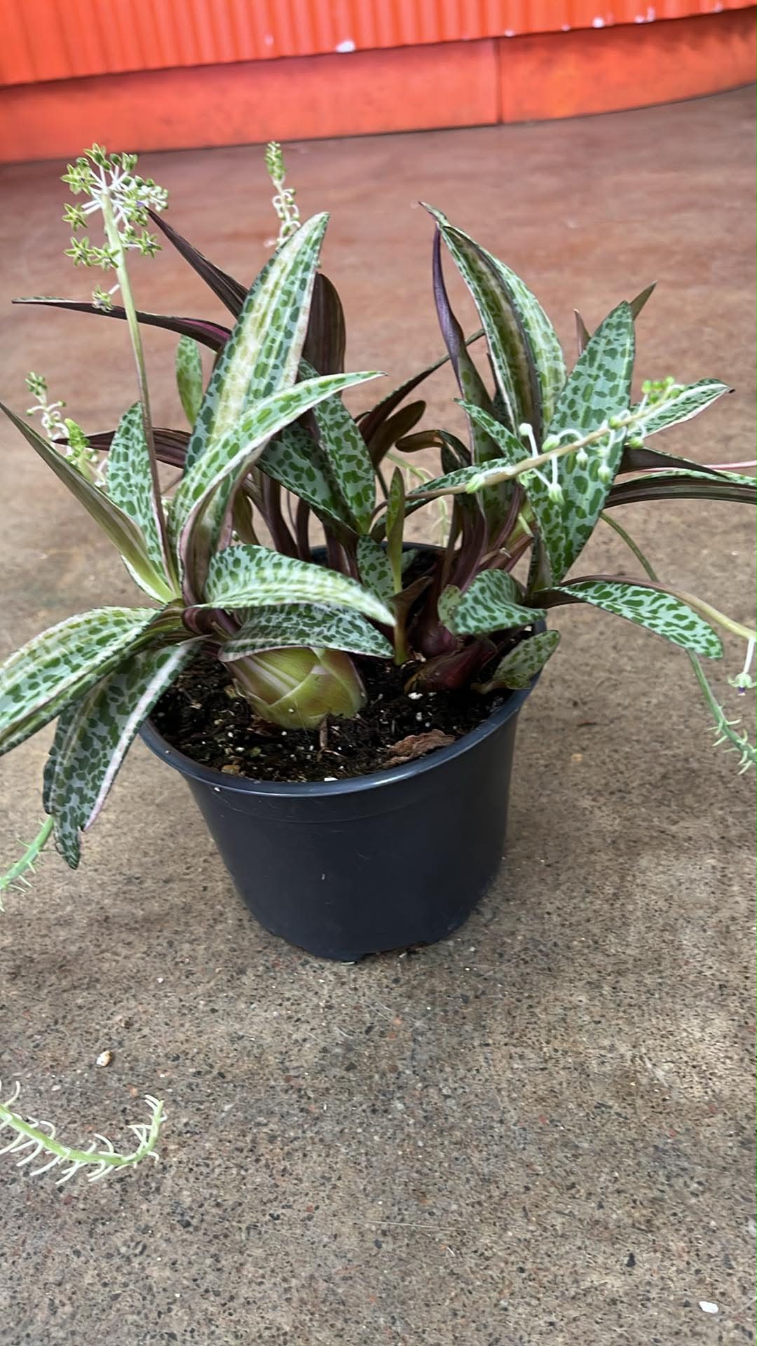 Ledebouria Socialis
