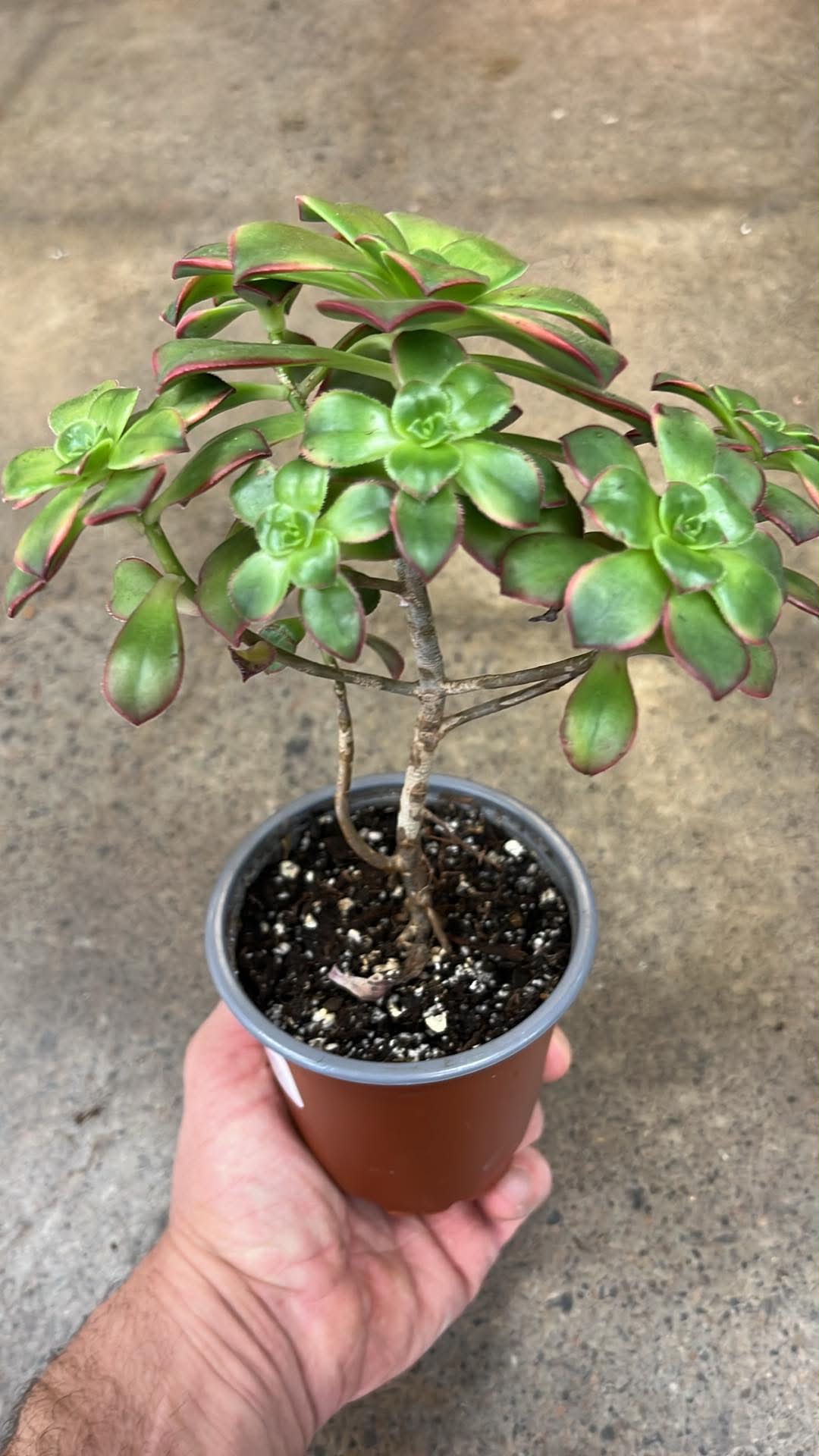 Aeonium Decorum Kiwi