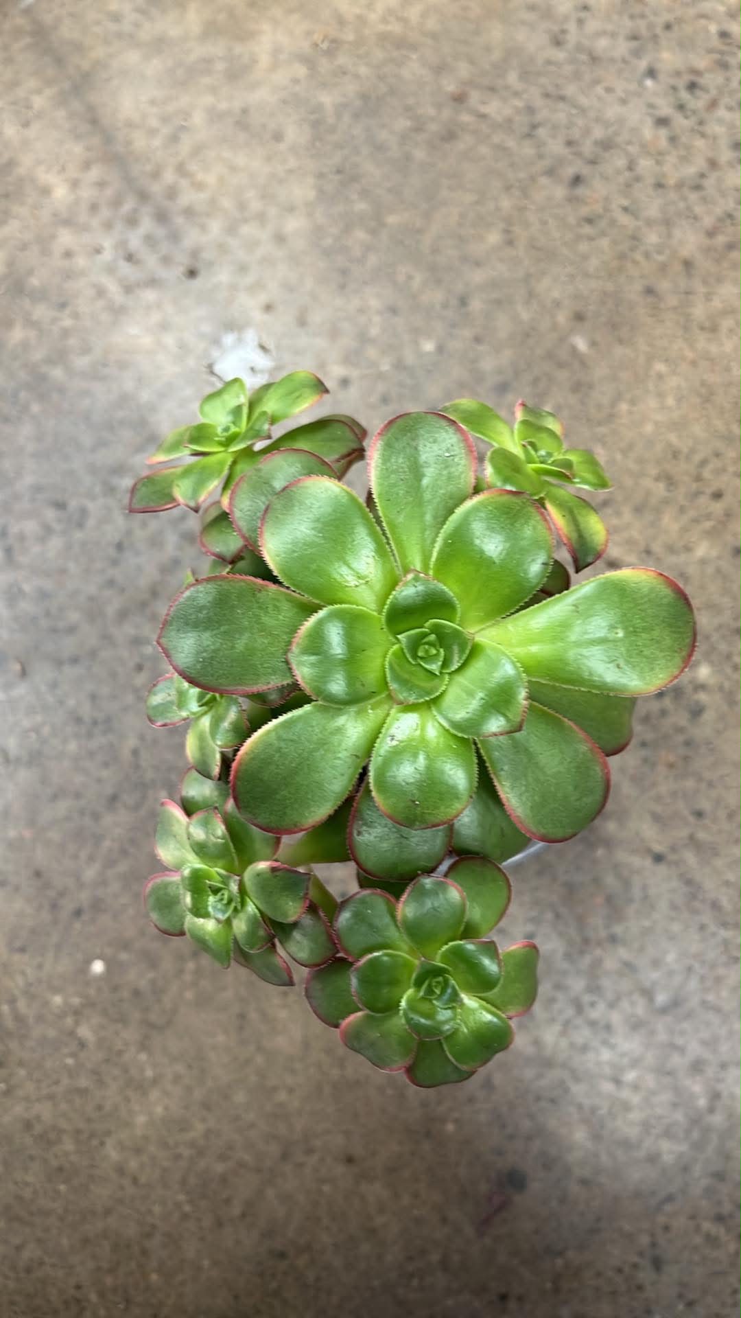 Aeonium Decorum Kiwi