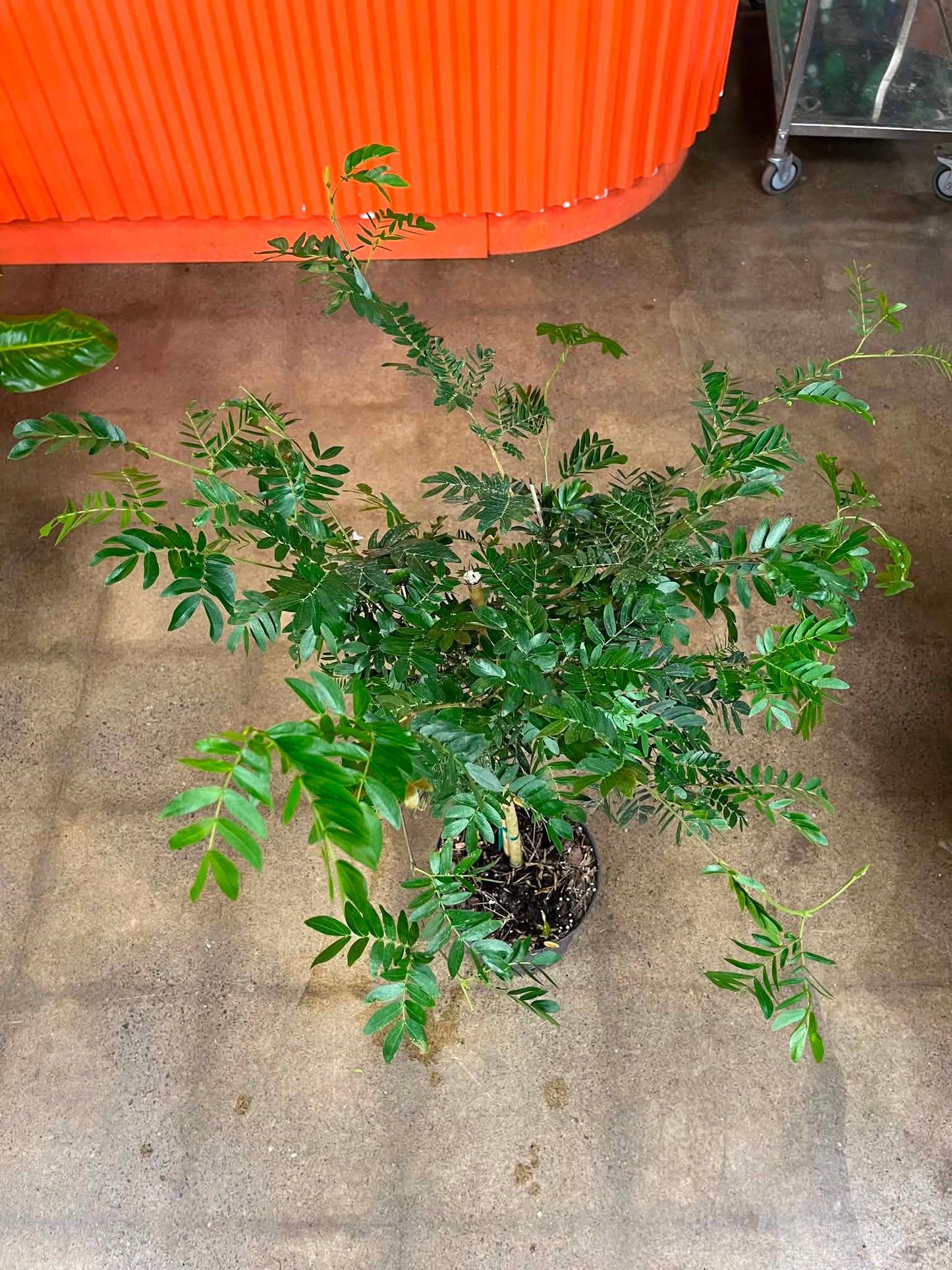 Calliandra Brevipes Powderpuff Arbre