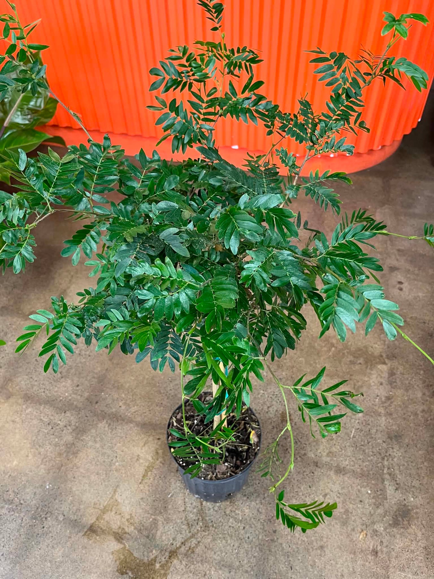 Calliandra Brevipes Powderpuff Arbre