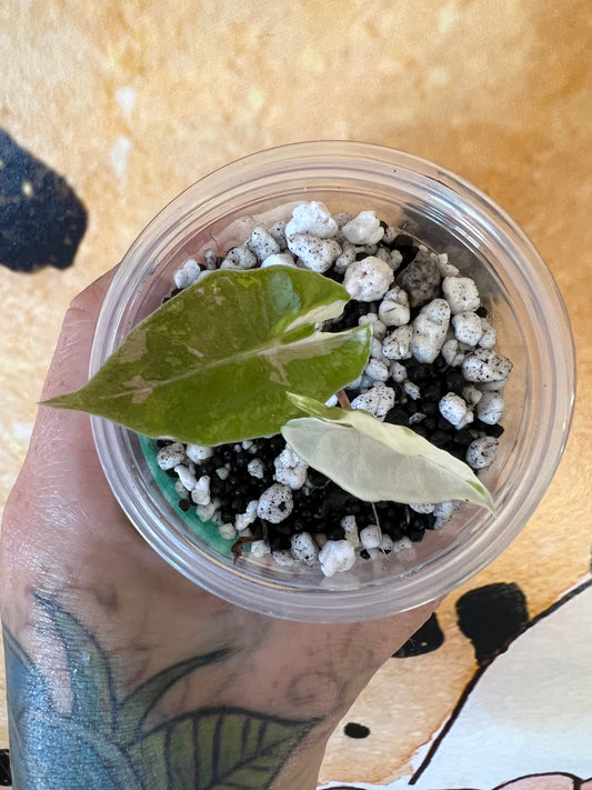 Alocasia Black Satun Pink Stardust