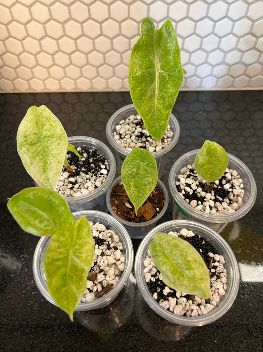 Alocasia Longiloba Mint