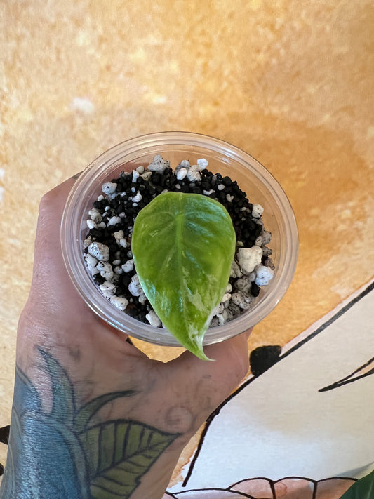 Alocasia Longiloba Albo