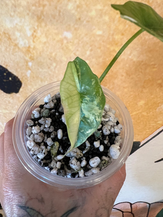 Alocasia Simpo Albo