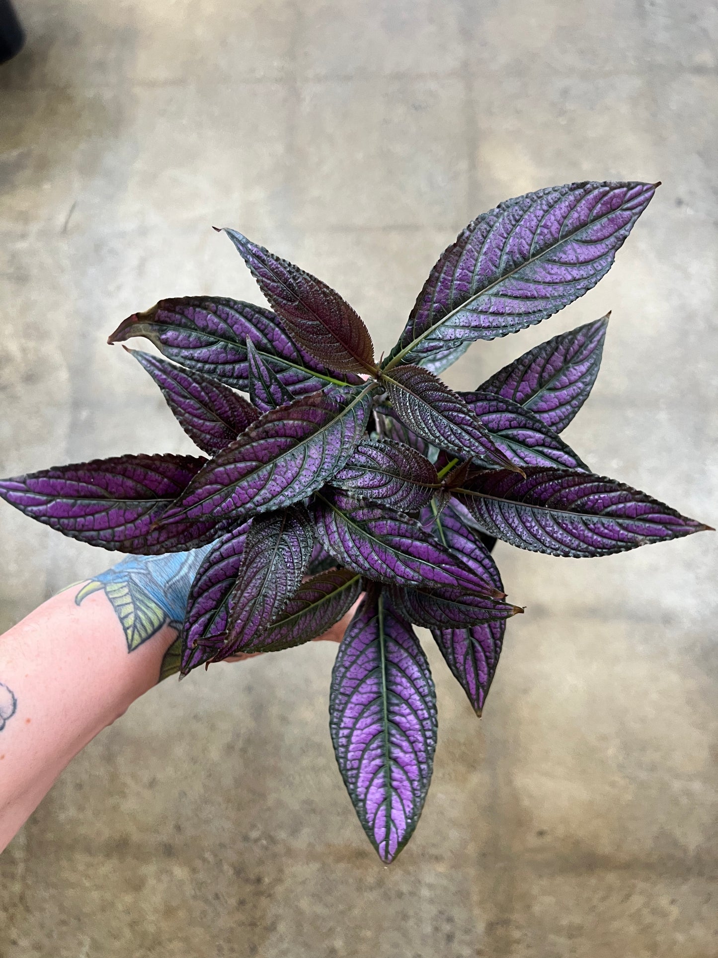 Strobilanthes