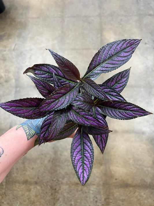 Strobilanthes