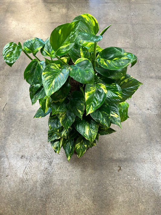 Pothos Doré Totem