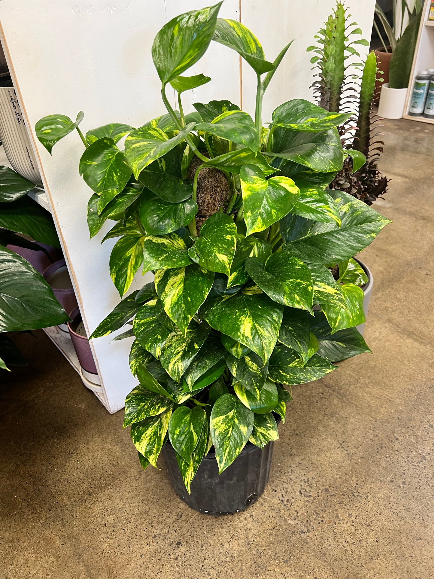 Pothos Doré Totem