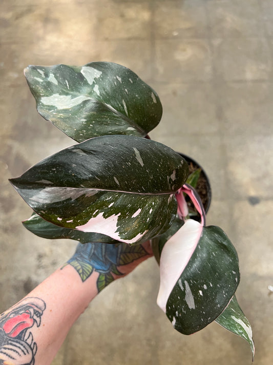 Philodendron Red Anderson