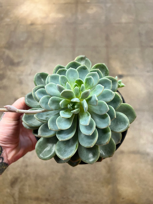 Echeveria Aurora