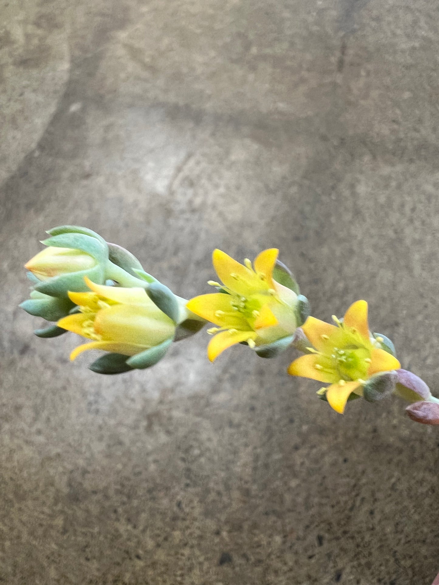 Echeveria Aurora