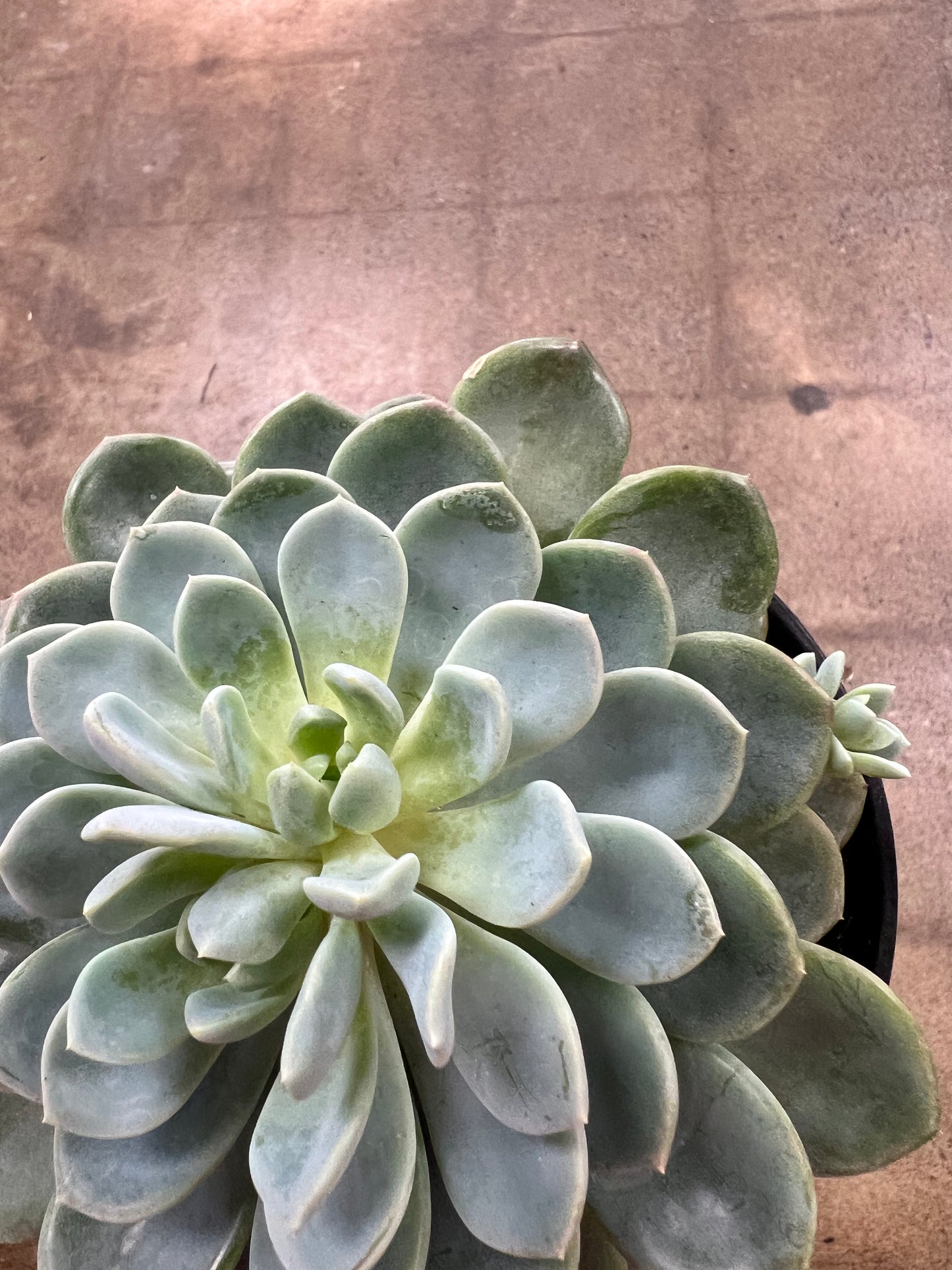 Echeveria Aurora