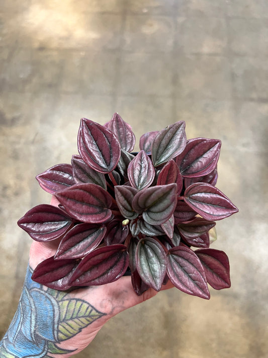 Peperomia Caperata Cayenne