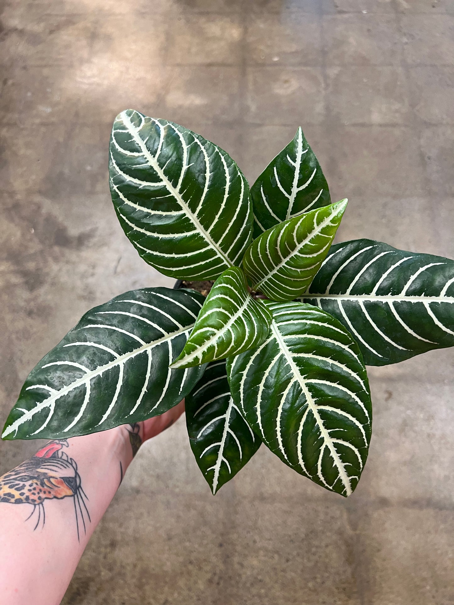 Aphelandra Dania