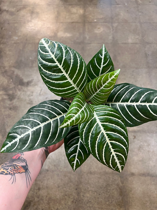 Aphelandra Dania