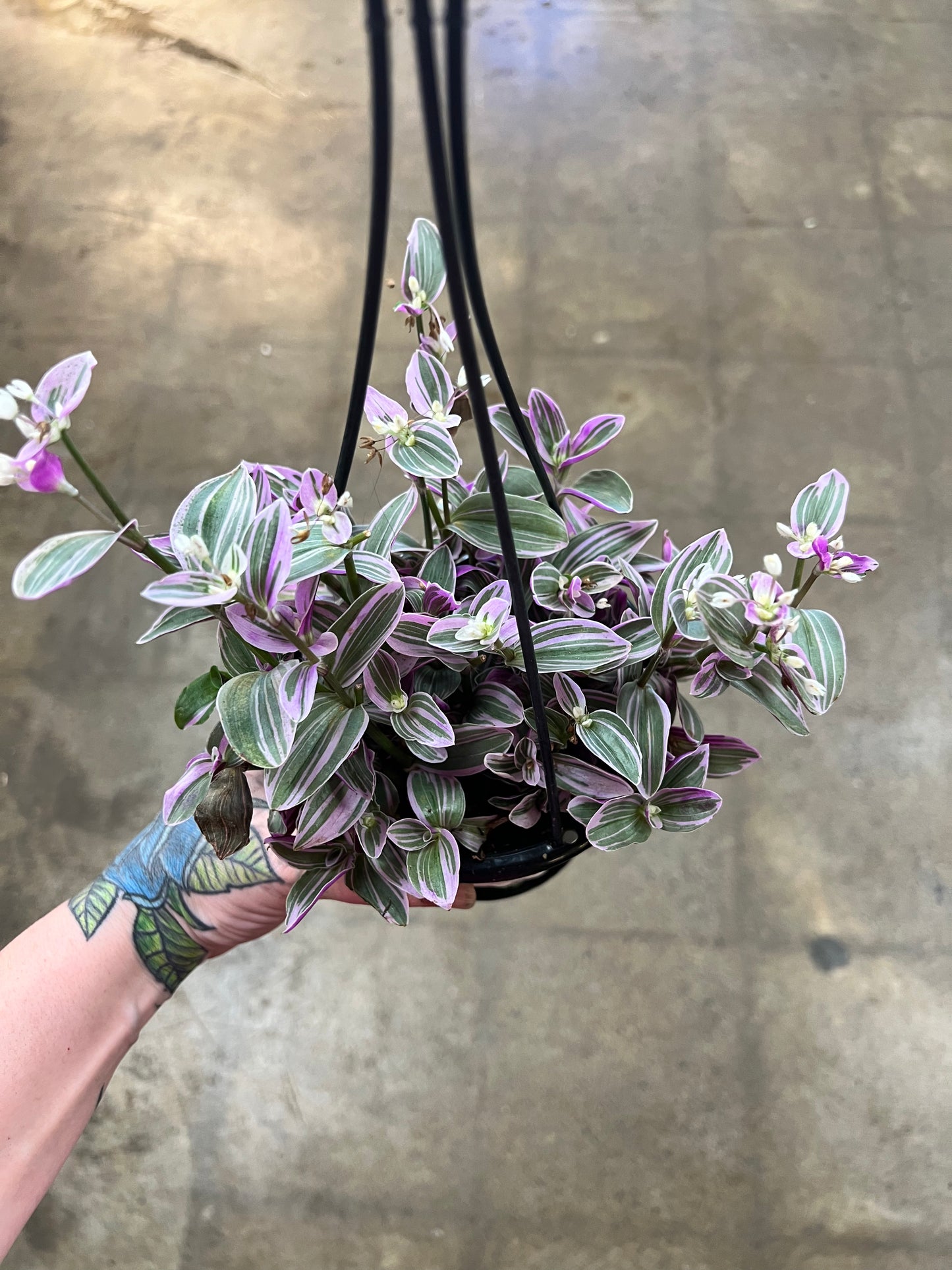 Tradescantia Fluminensis Lavender