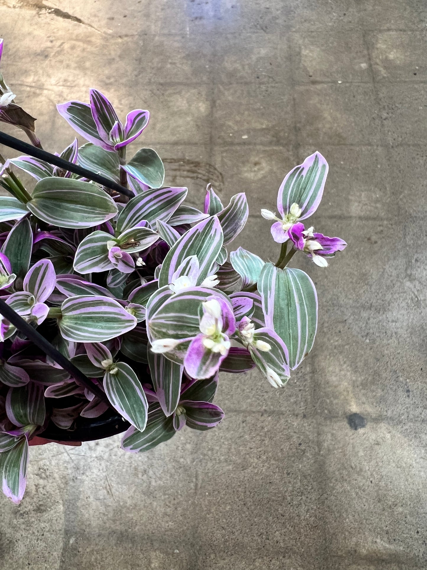 Tradescantia Fluminensis Lavender