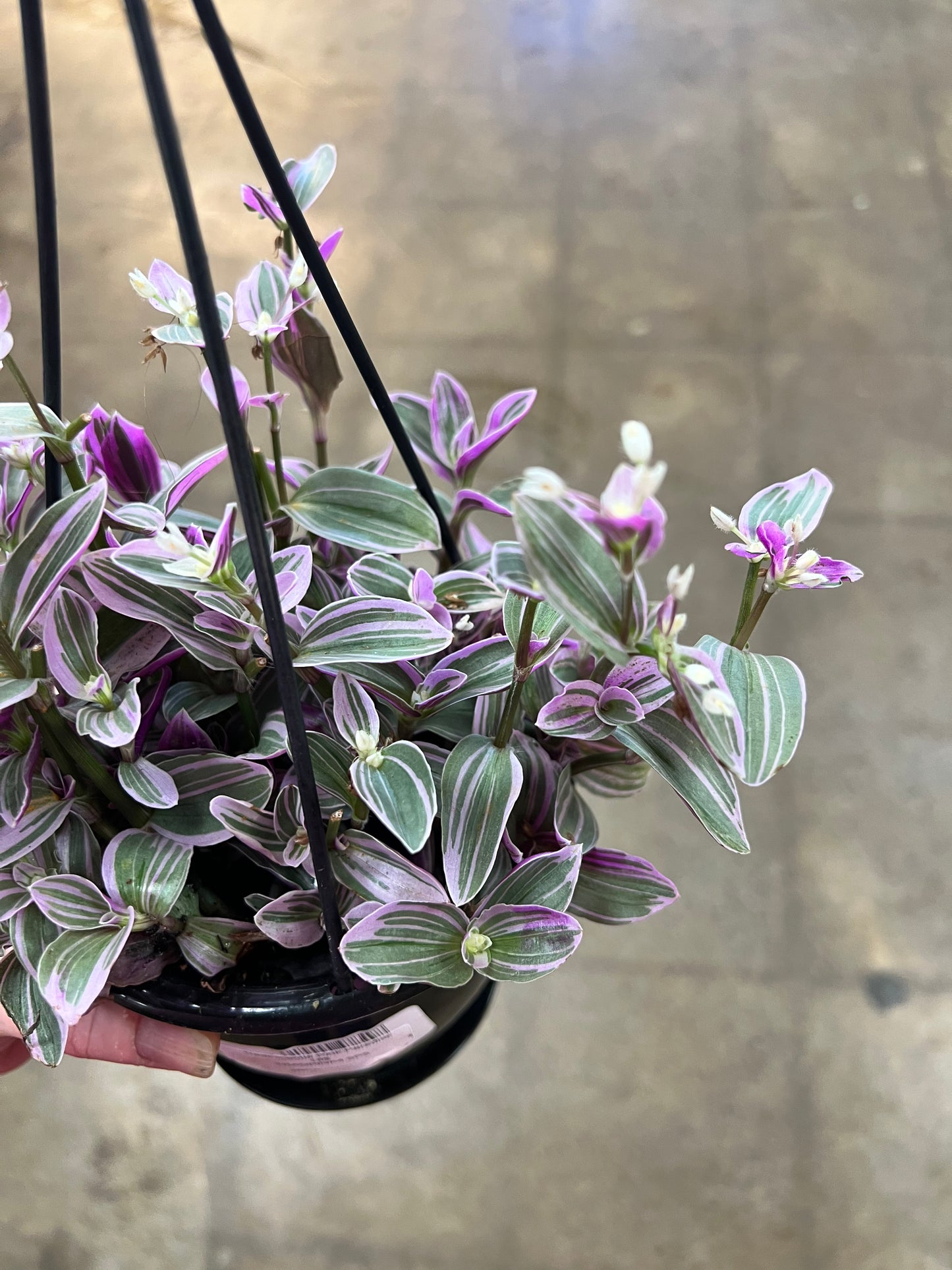 Tradescantia Fluminensis Lavender