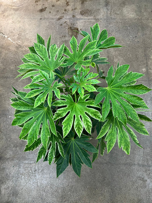 Fatsia Japonica Variegated