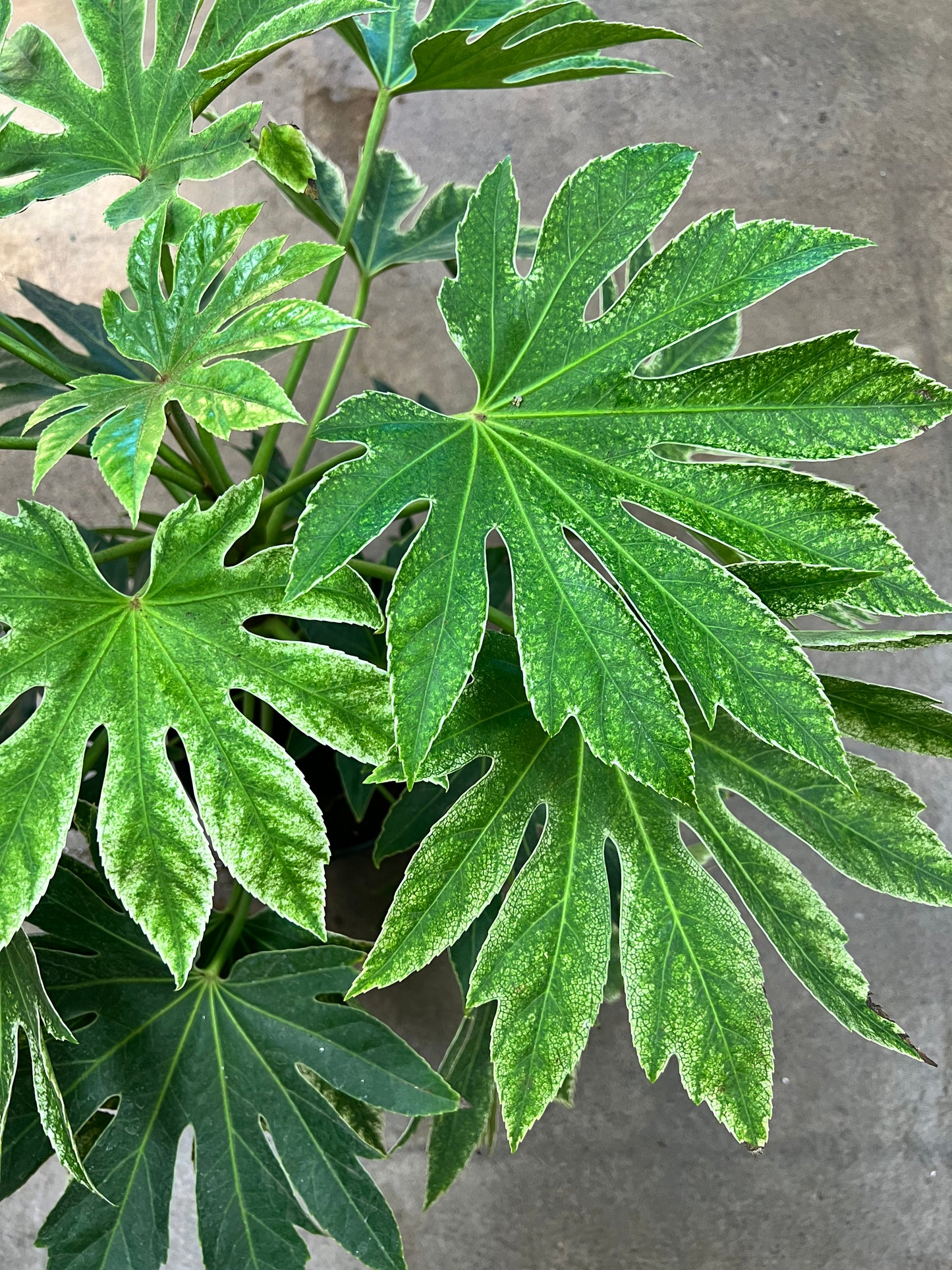 Fatsia Japonica Variegated