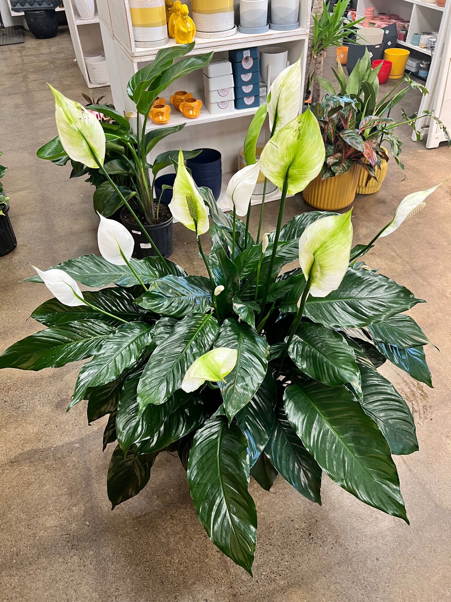Spathiphyllum (Lis de paix)