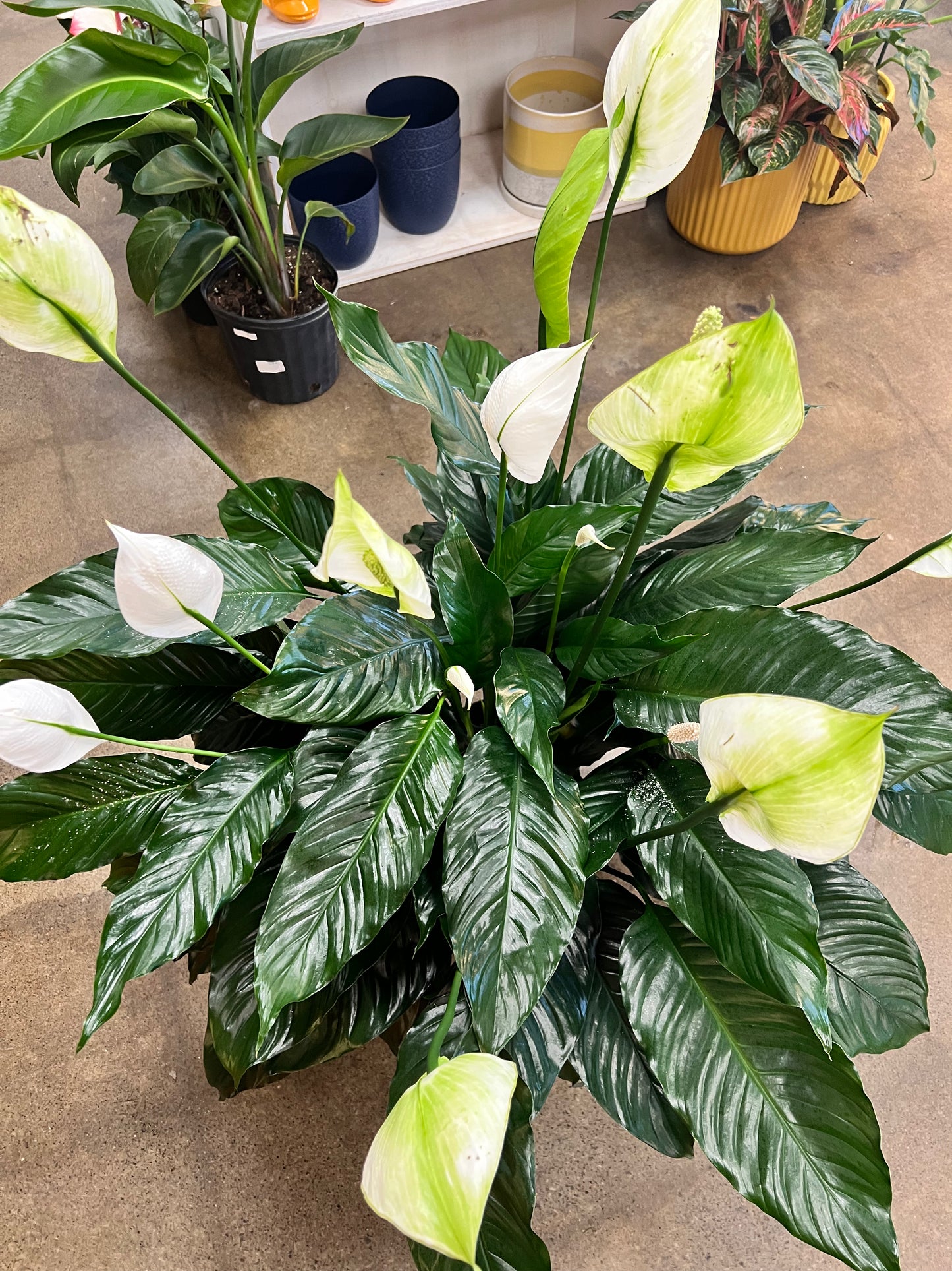 Spathiphyllum (Lis de paix)
